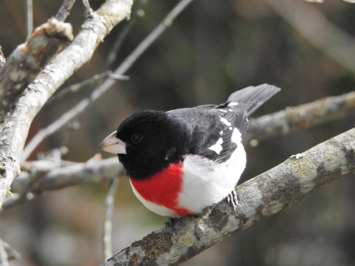 dlaskovec růžovoprsý - ML247551211