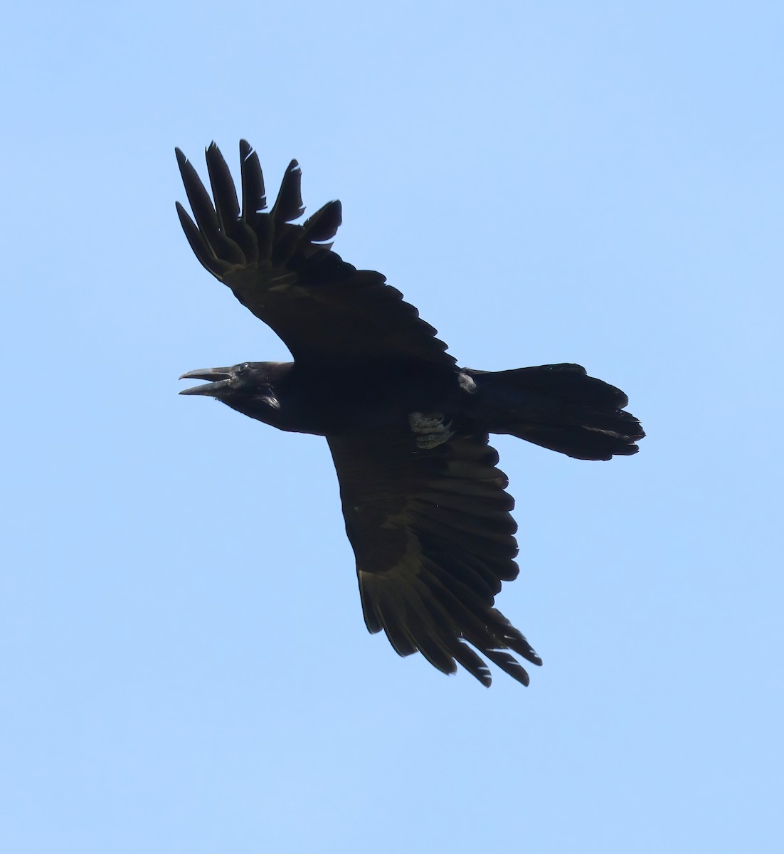 Common Raven - ML247551741