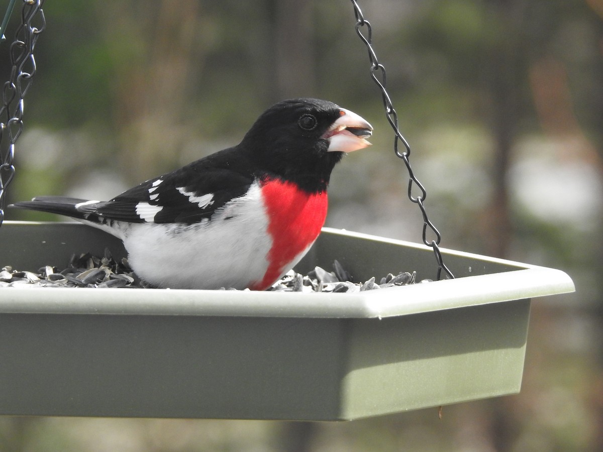 dlaskovec růžovoprsý - ML247551751