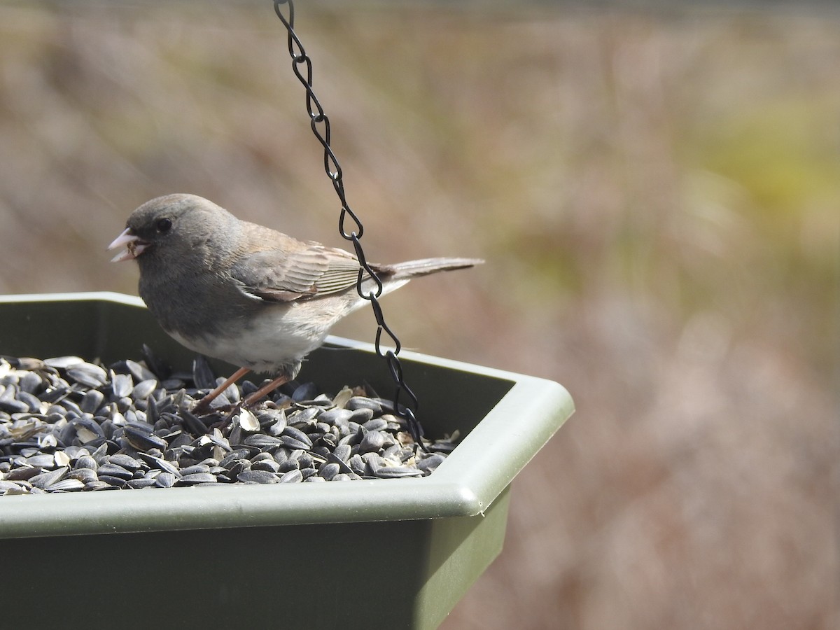 strnadec zimní - ML247552221