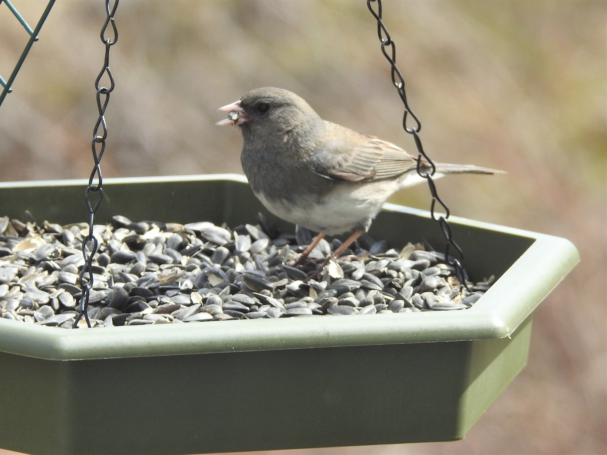 strnadec zimní - ML247552231