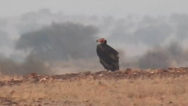 נשרון אדום-ראש - ML247553431