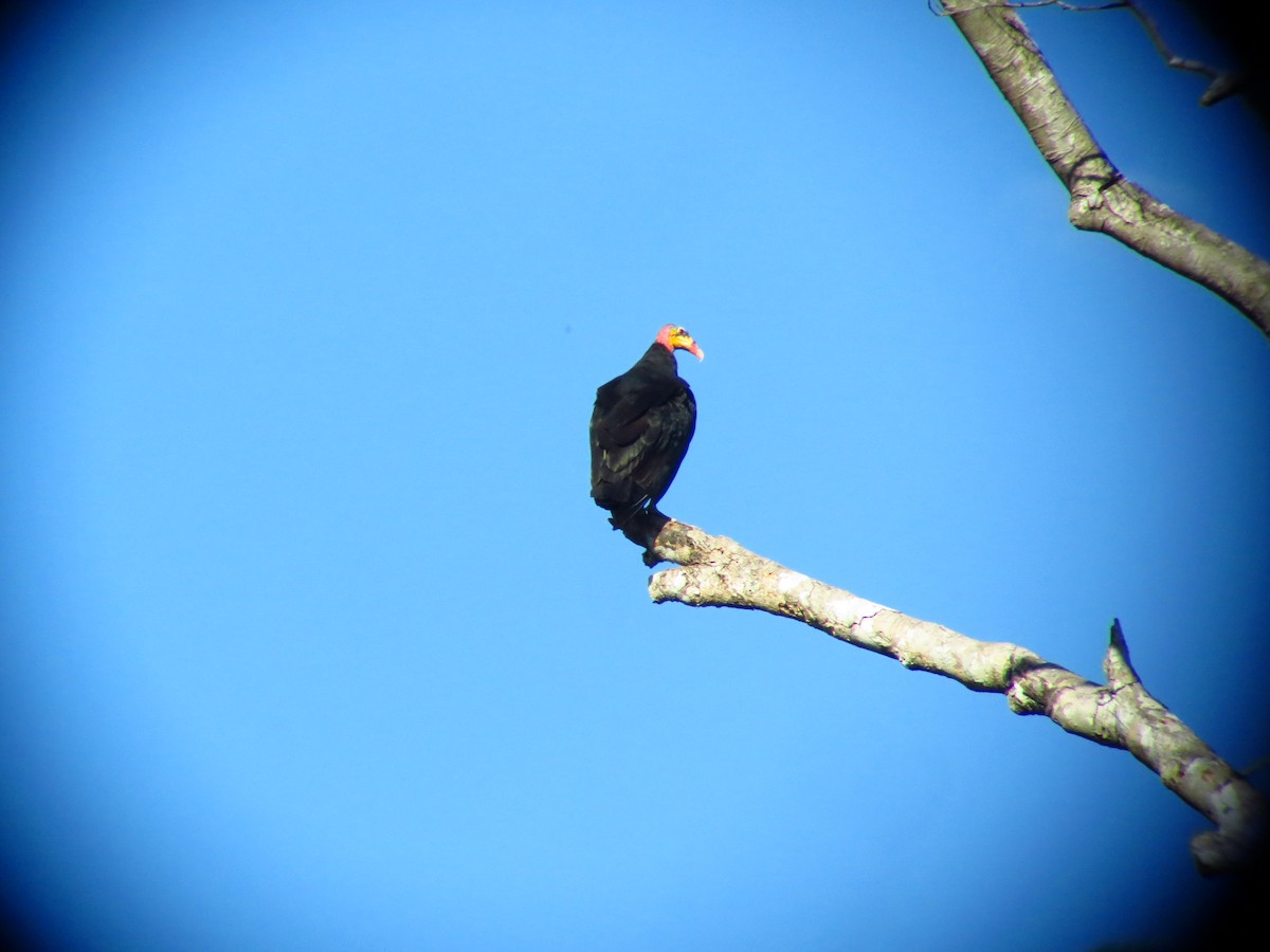 Greater Yellow-headed Vulture - Stephan Lorenz