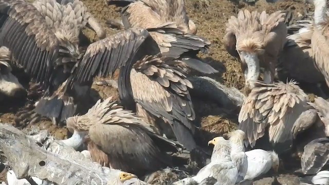 Eurasian Griffon - ML247555901