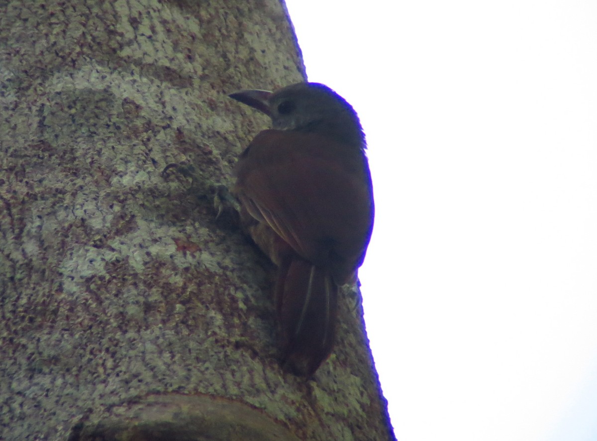 Uniform Woodcreeper (Uniform) - Stephan Lorenz