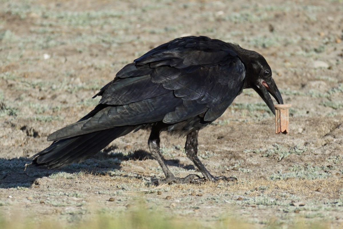 Common Raven - Tom Cassaro