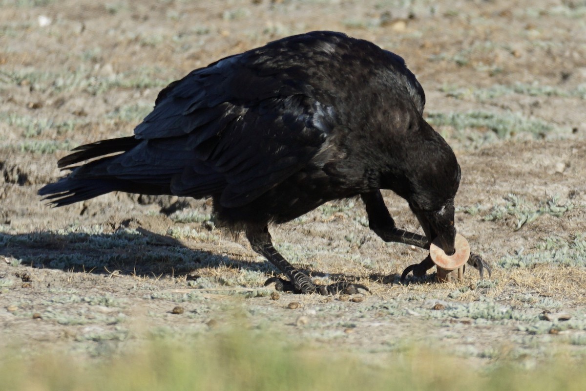 Common Raven - Tom Cassaro