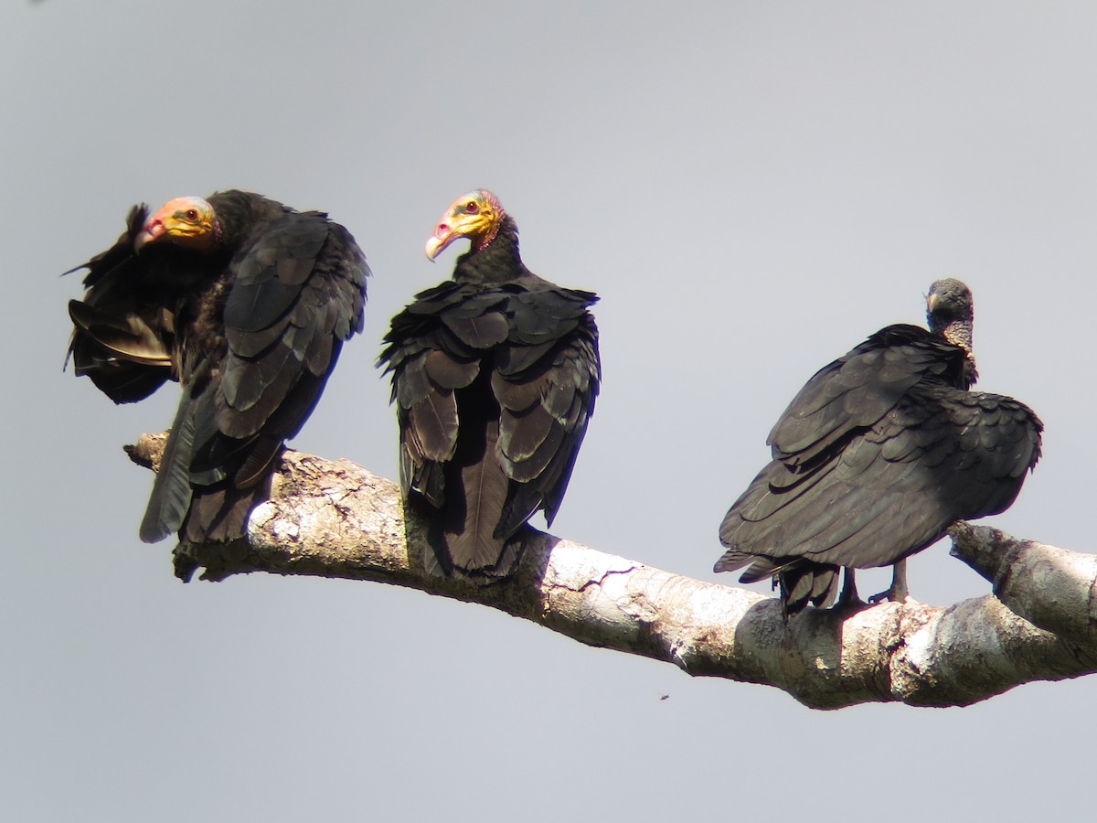 Greater Yellow-headed Vulture - Stephan Lorenz