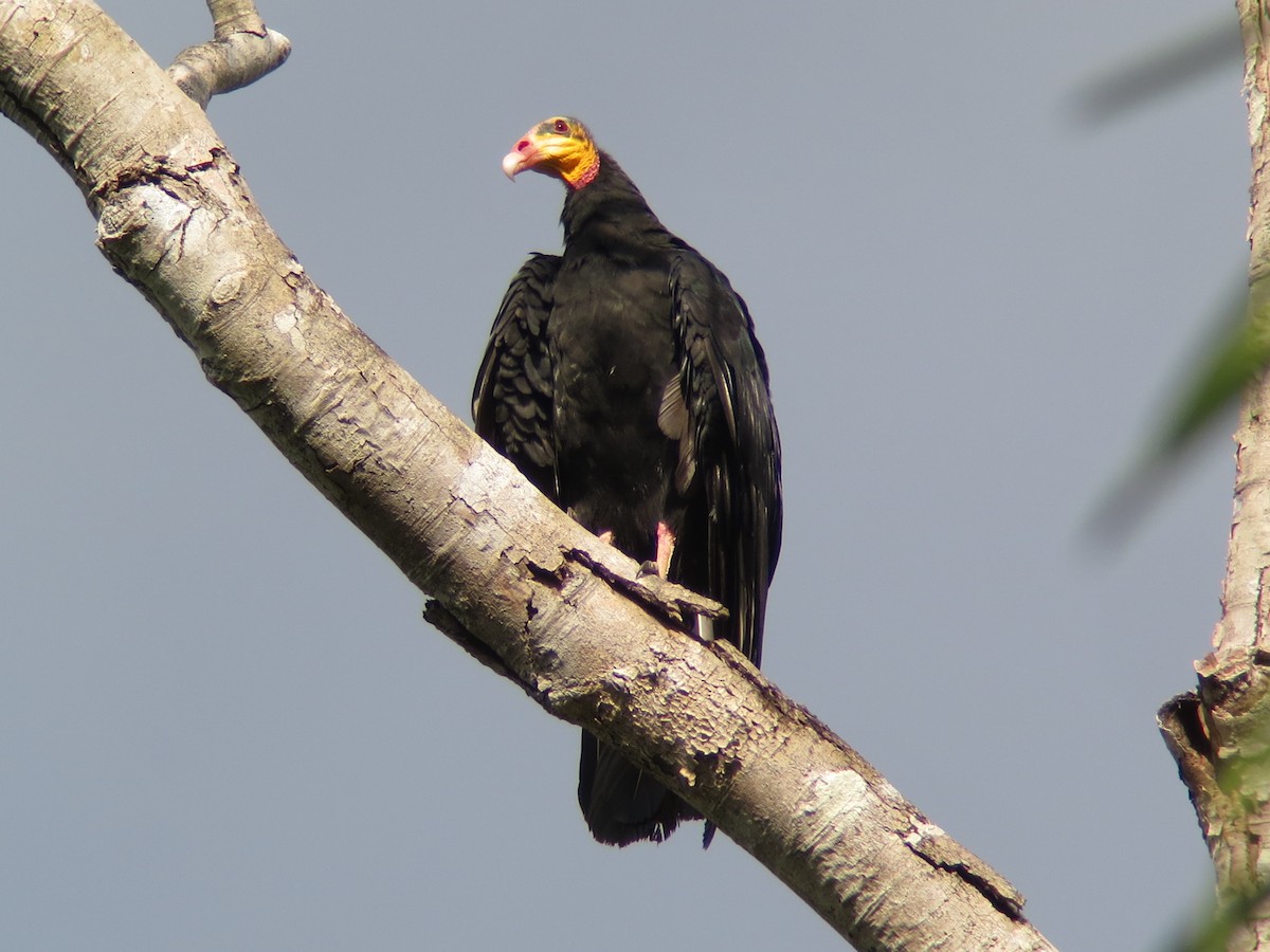 Greater Yellow-headed Vulture - ML247556351