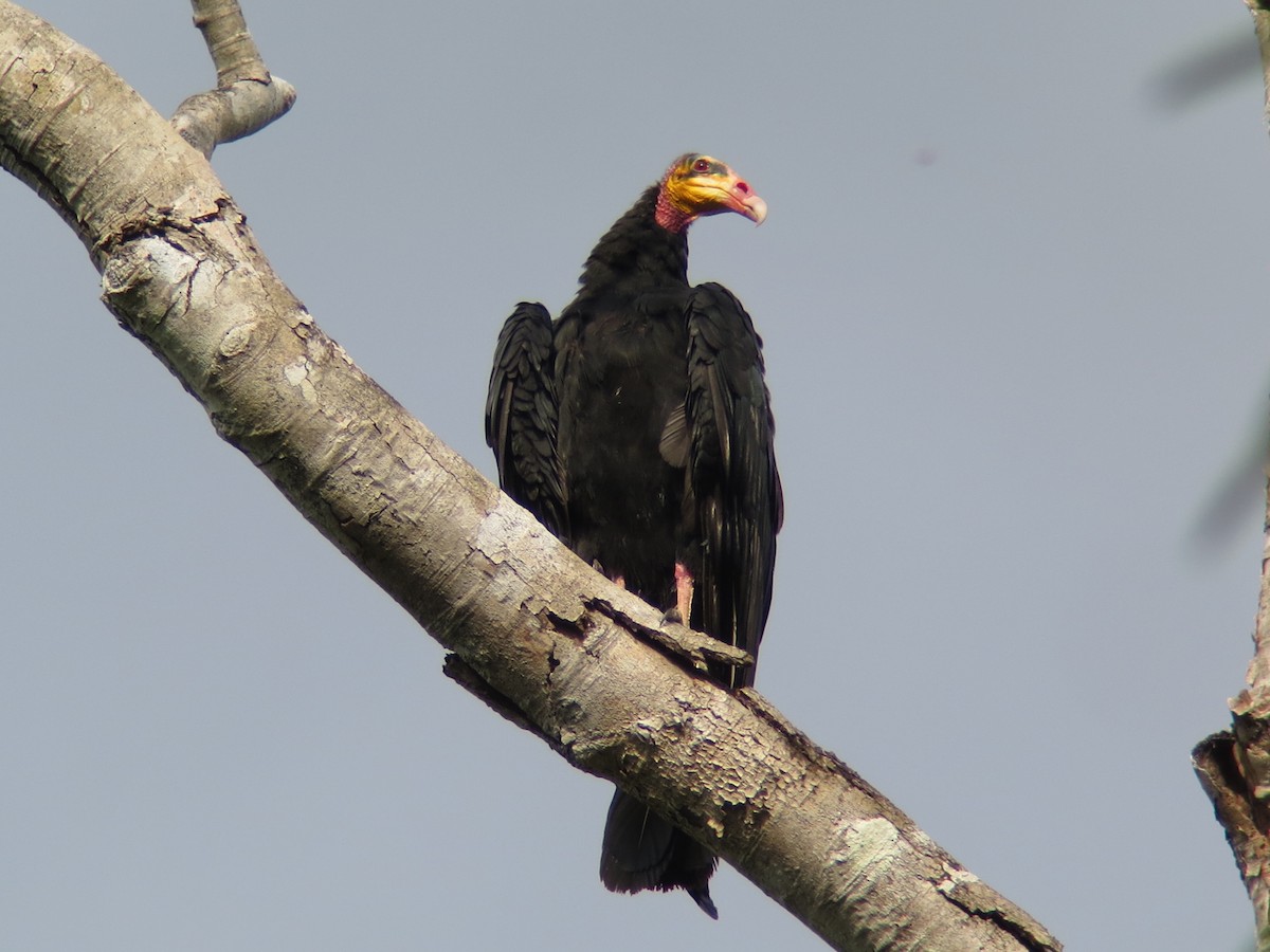 Greater Yellow-headed Vulture - Stephan Lorenz