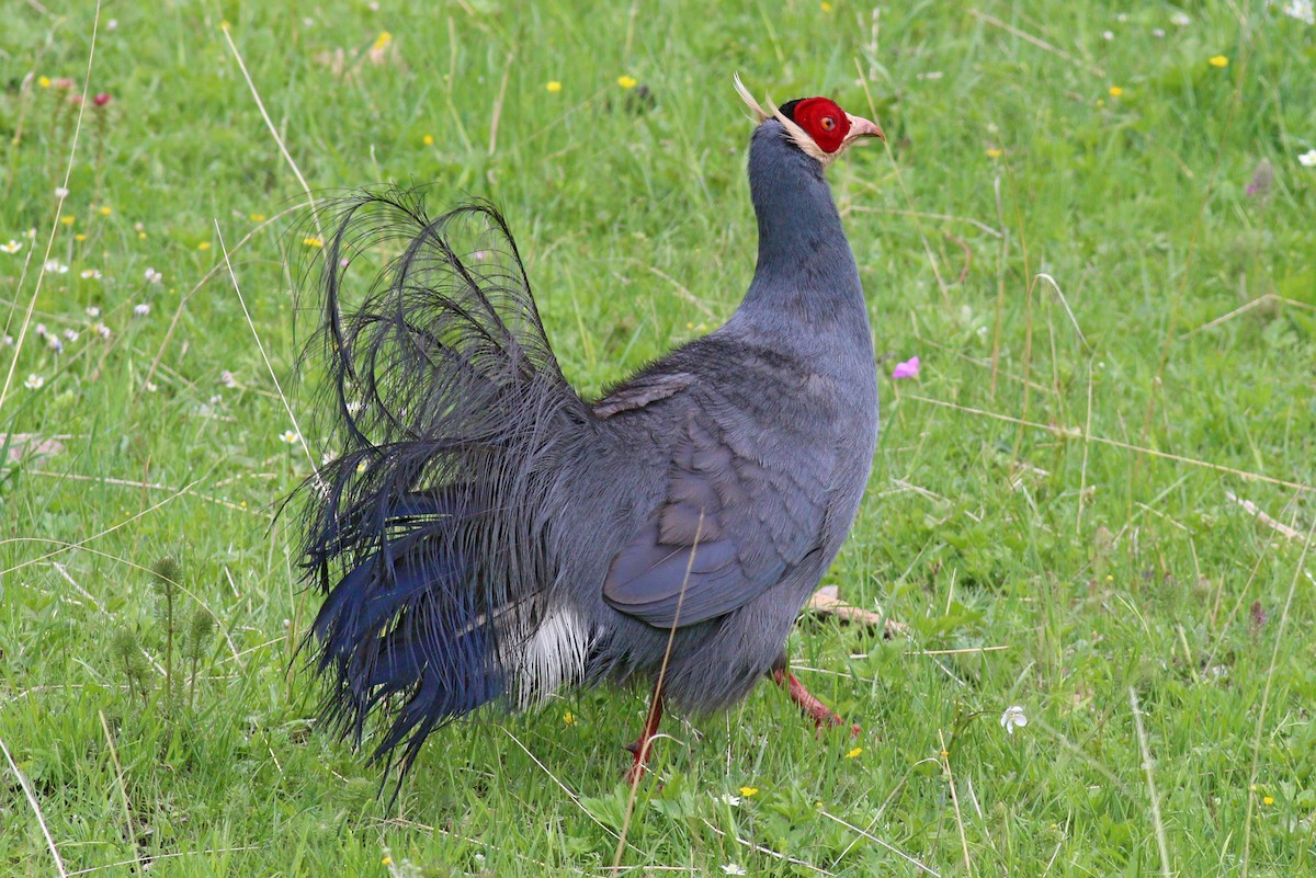 Blue Eared-Pheasant - ML247558381