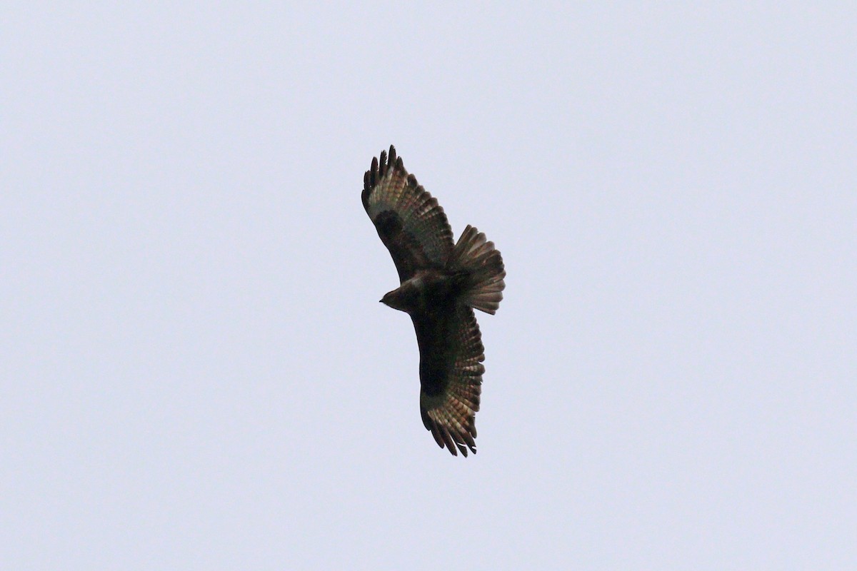 Himalayan Buzzard - ML247558511