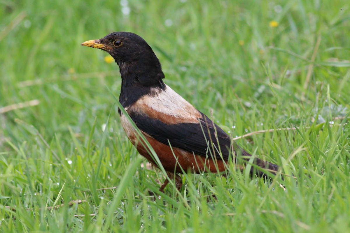 White-backed Thrush - ML247558571