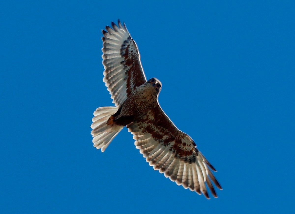 Ferruginous Hawk - ML247558801