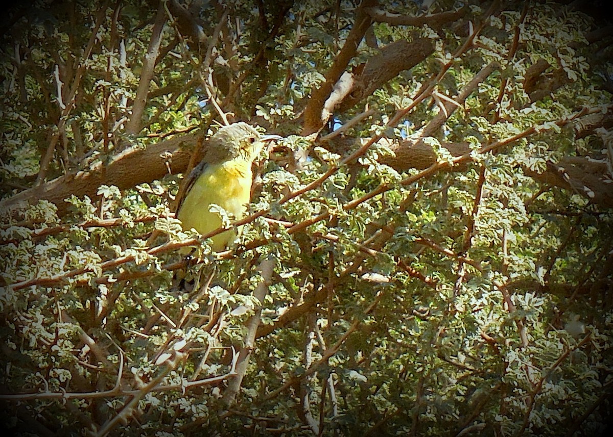 Purple Sunbird - ML247559021
