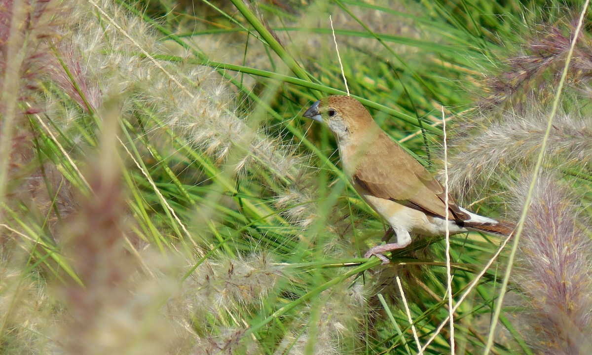 Indian Silverbill - ML247559041