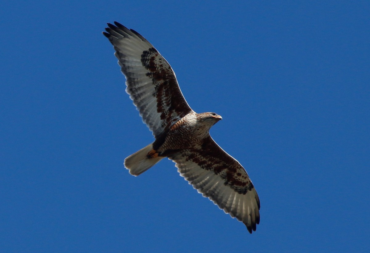 Ferruginous Hawk - Jason Fidorra