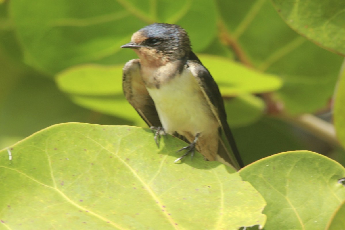 Barn Swallow - ML24756001