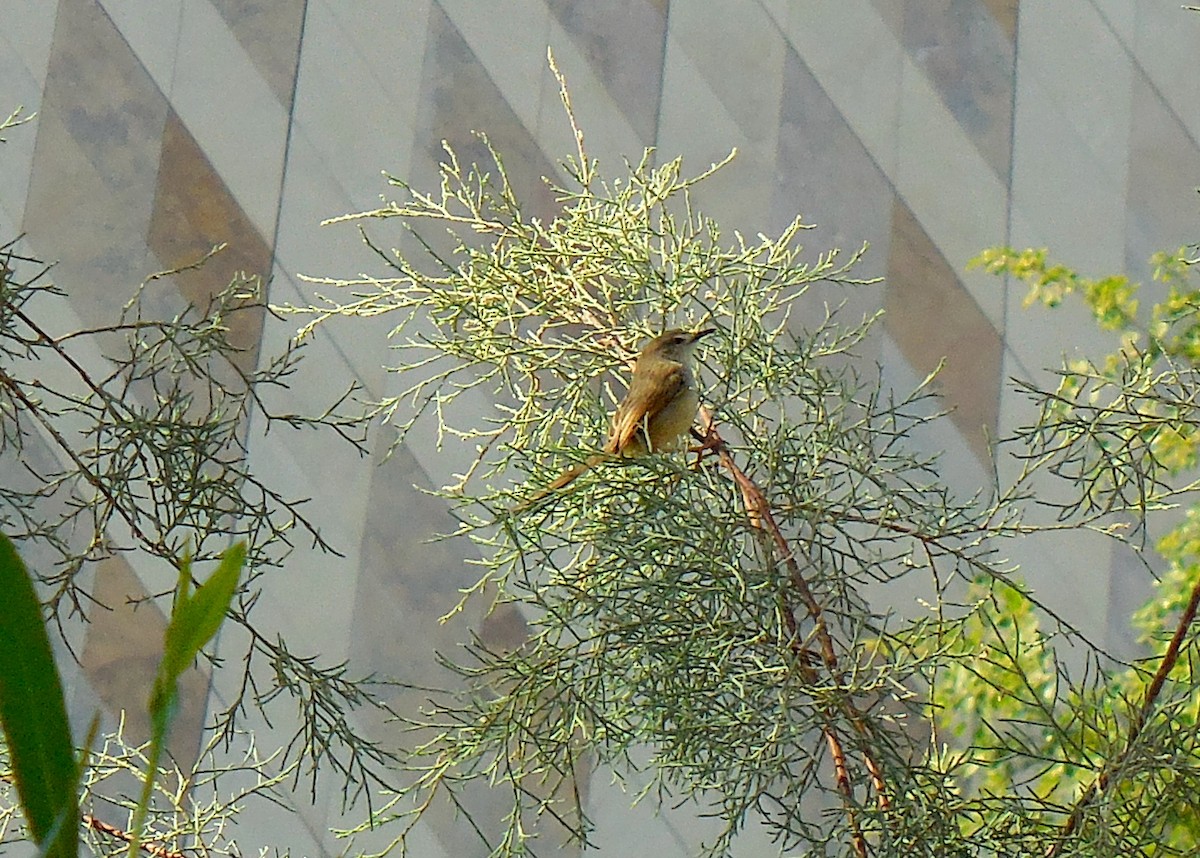 Delicate Prinia - ML247560031