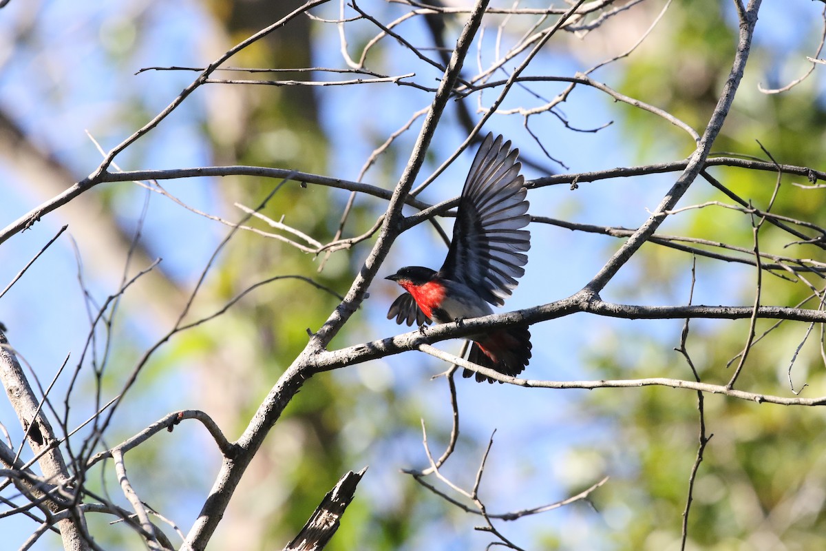 Mistletoebird - ML247560081