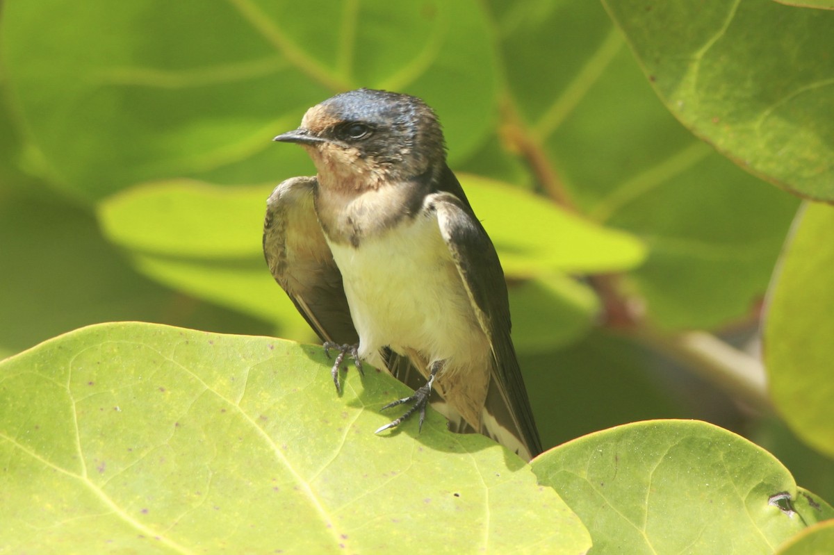 Barn Swallow - ML24756011