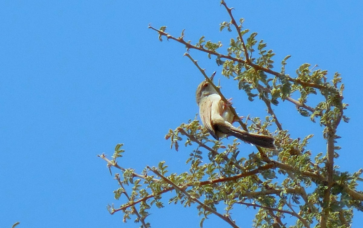 Delicate Prinia - ML247560171