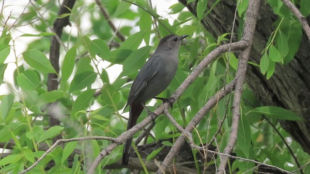 Pájaro Gato Gris - ML247561131