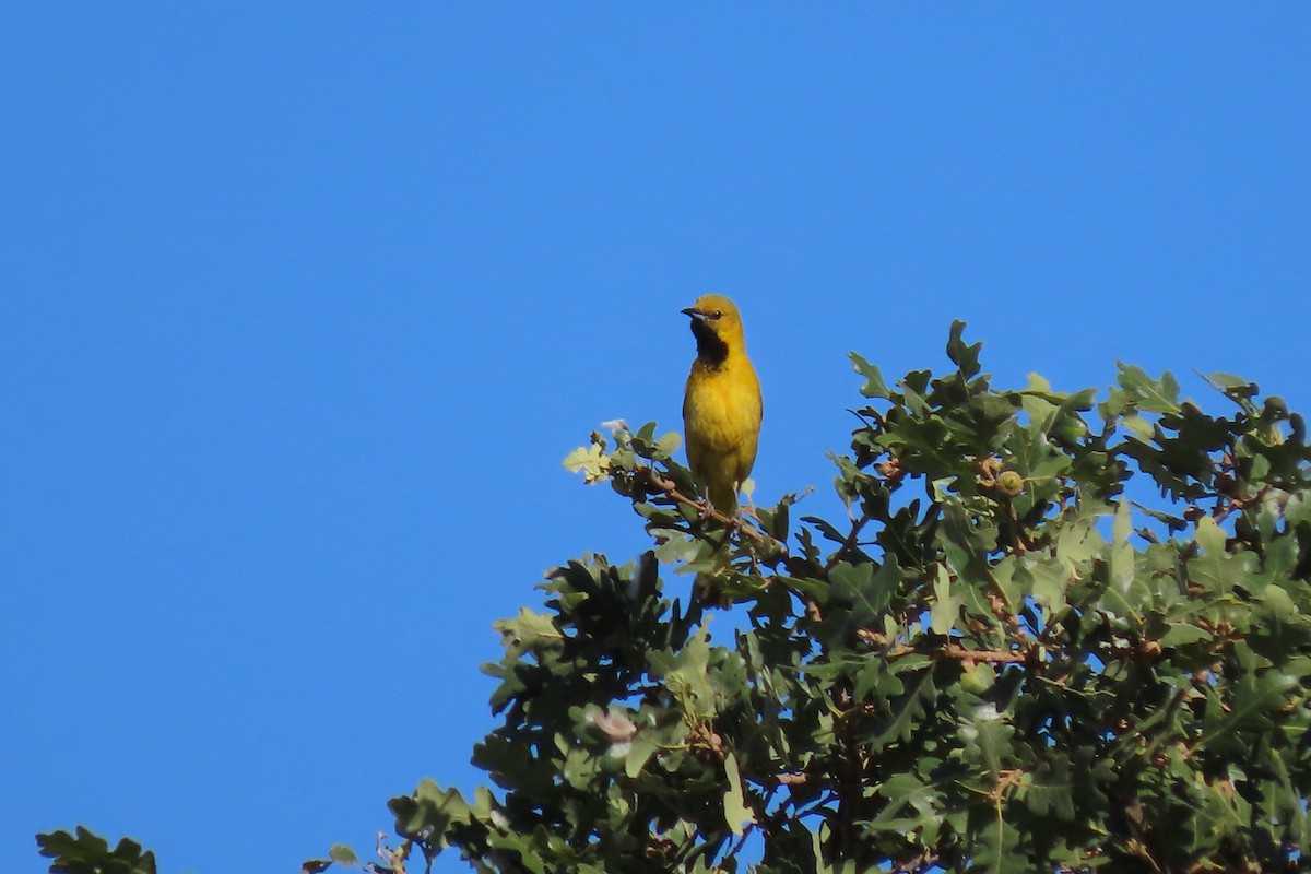 Hooded Oriole - ML247562901