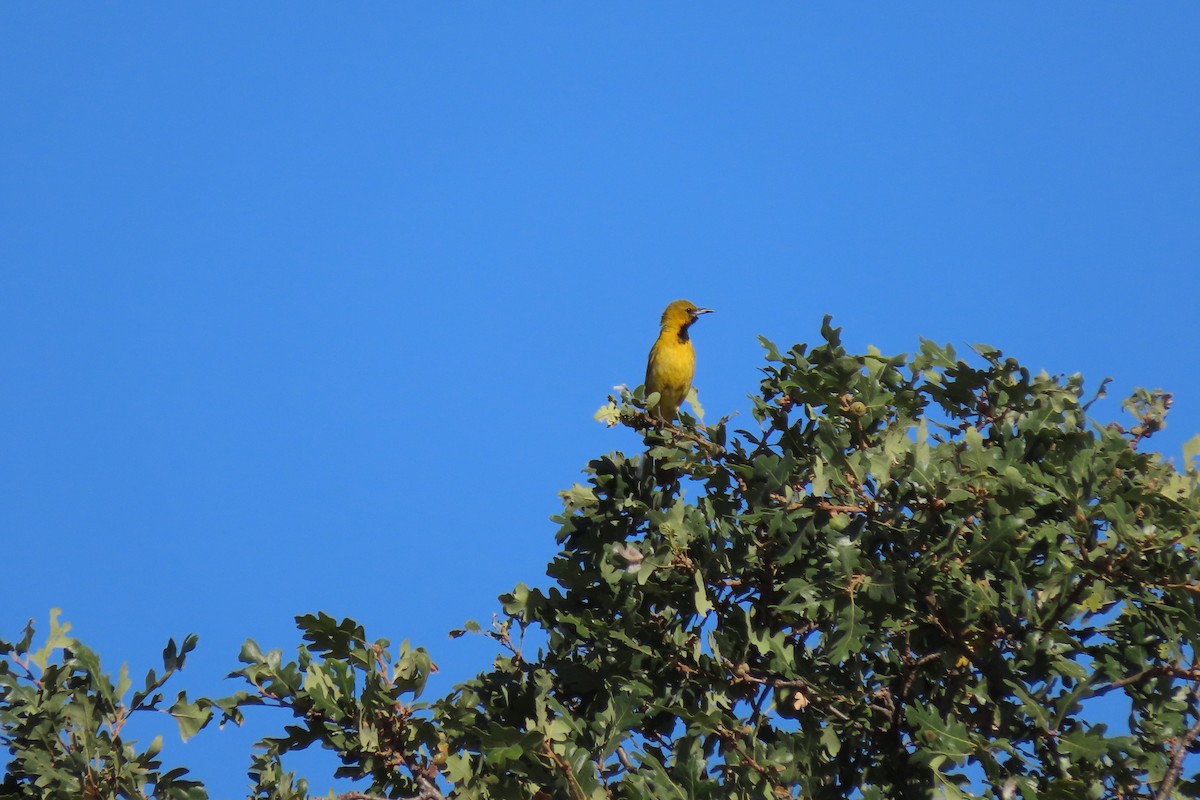 Hooded Oriole - ML247562911