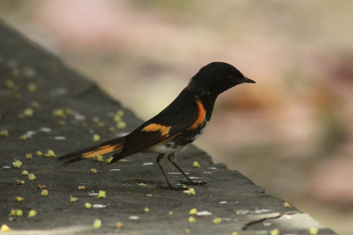 American Redstart - ML24756301