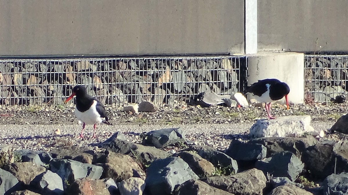 Pied Oystercatcher - Richard Murray