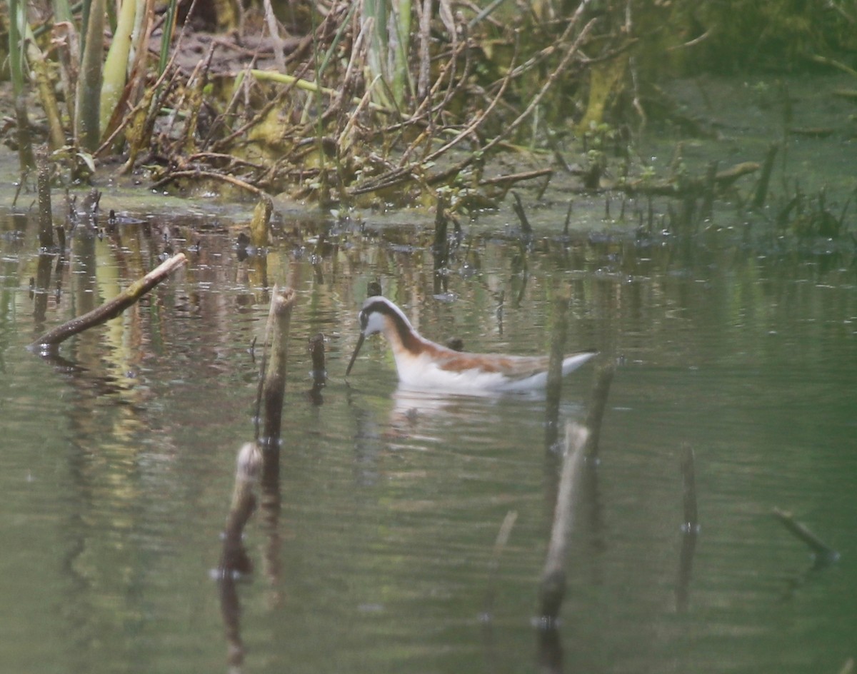 Wilson's Phalarope - ML247564941