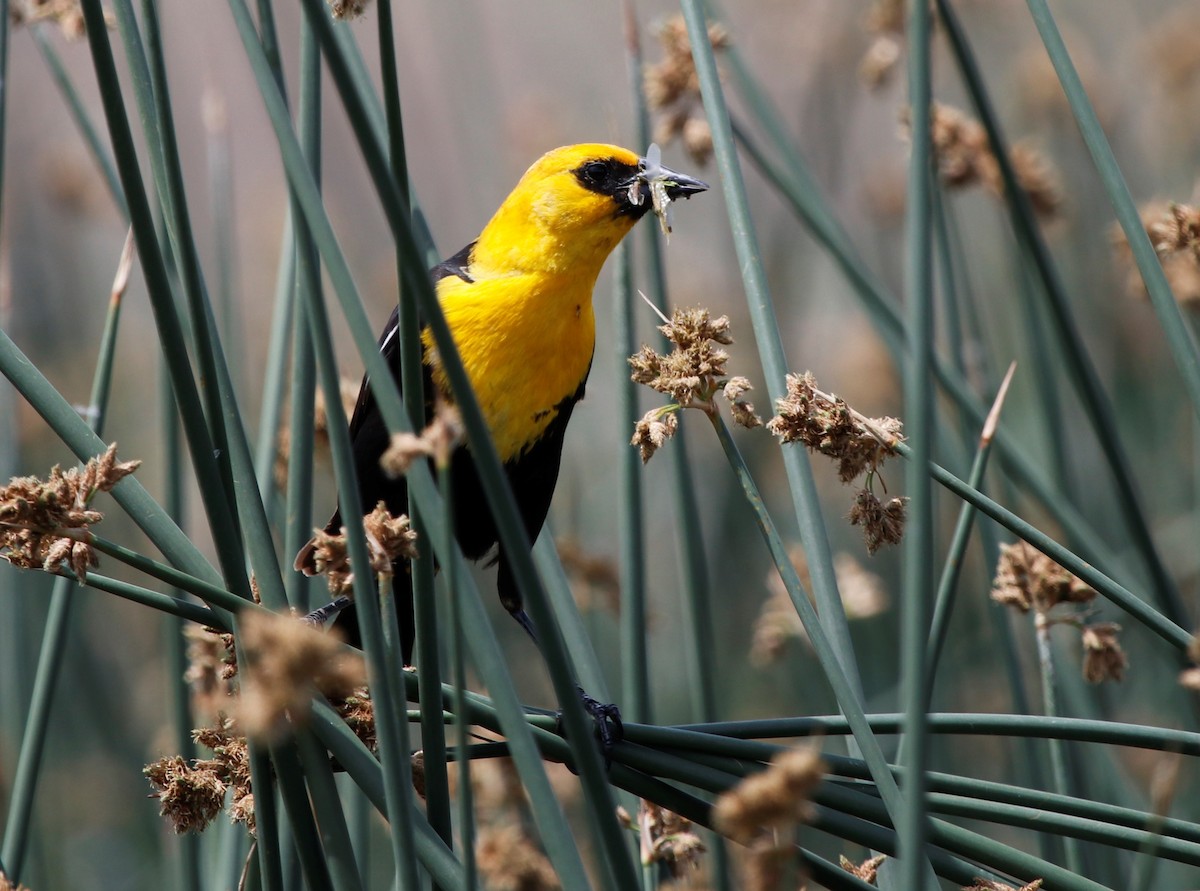 Yellow-headed Blackbird - Jason Fidorra