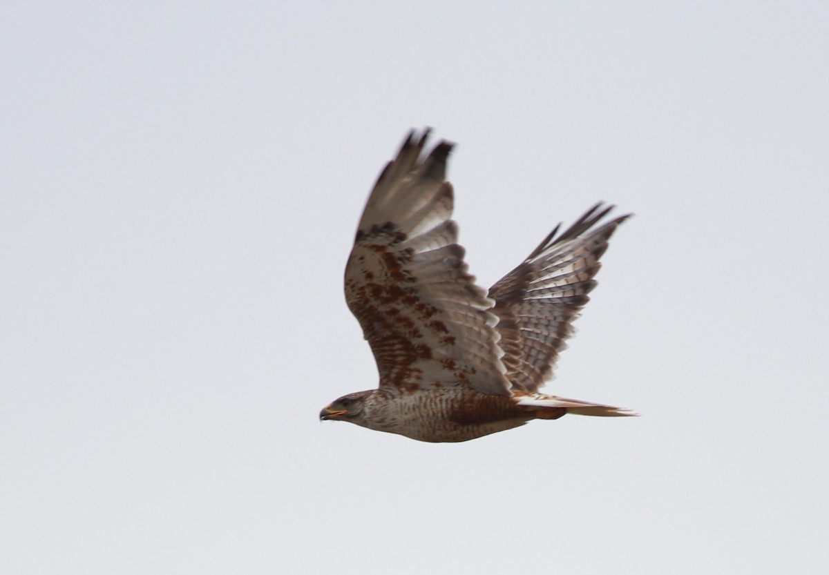 Ferruginous Hawk - ML247567251