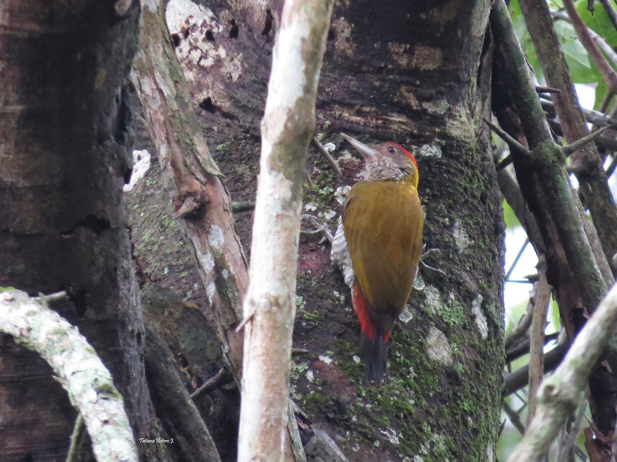 Red-rumped Woodpecker - ML24756811