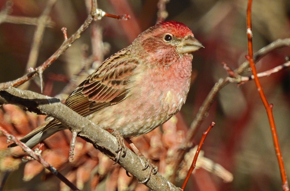 Cassin's Finch - ML24756841