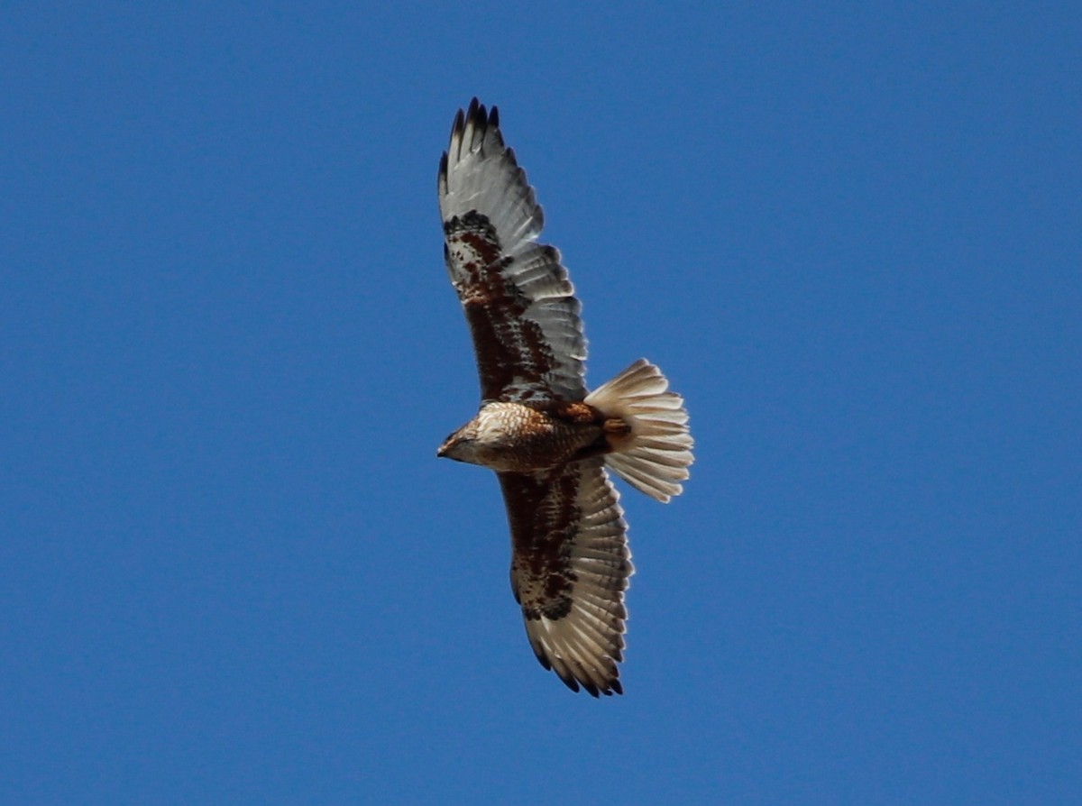 Ferruginous Hawk - ML247570571