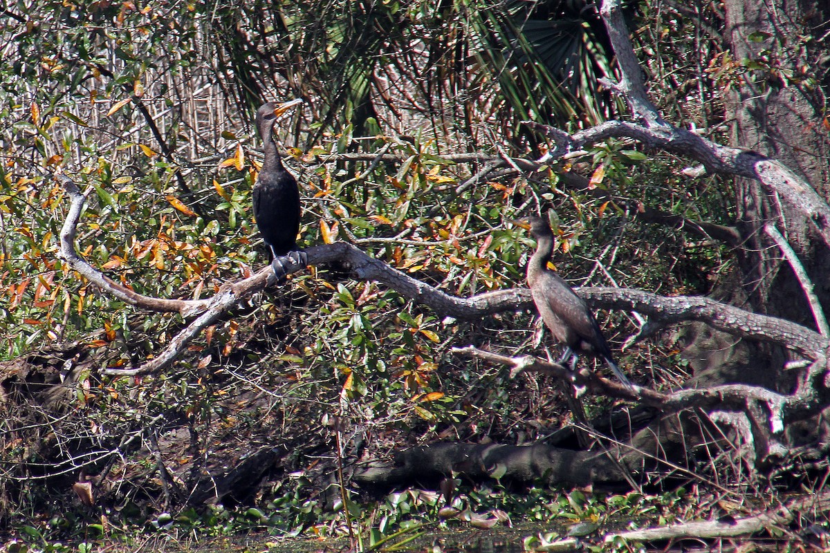 Amerika-Schlangenhalsvogel - ML24757071