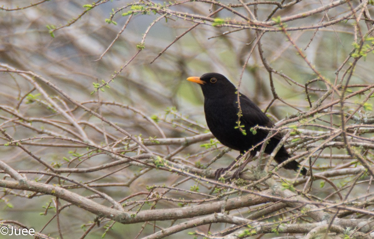 Eurasian Blackbird - juee khopkar
