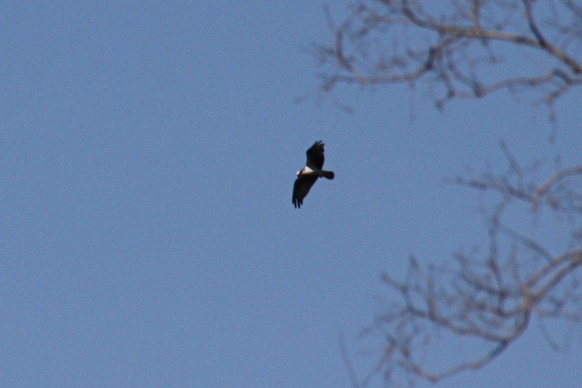 Águila Pescadora - ML24757141