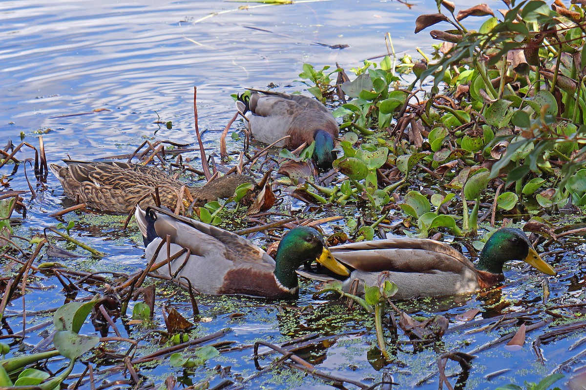 Mallard - Connie Guillory