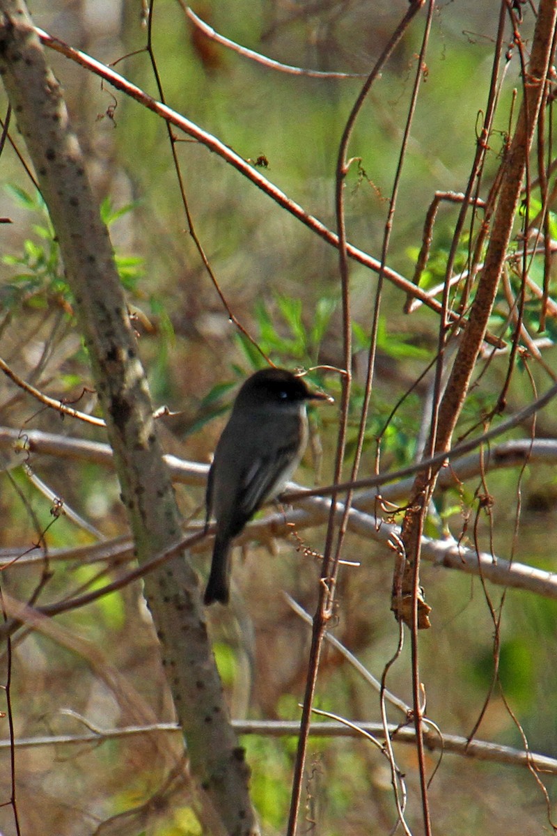 Eastern Phoebe - ML24757201