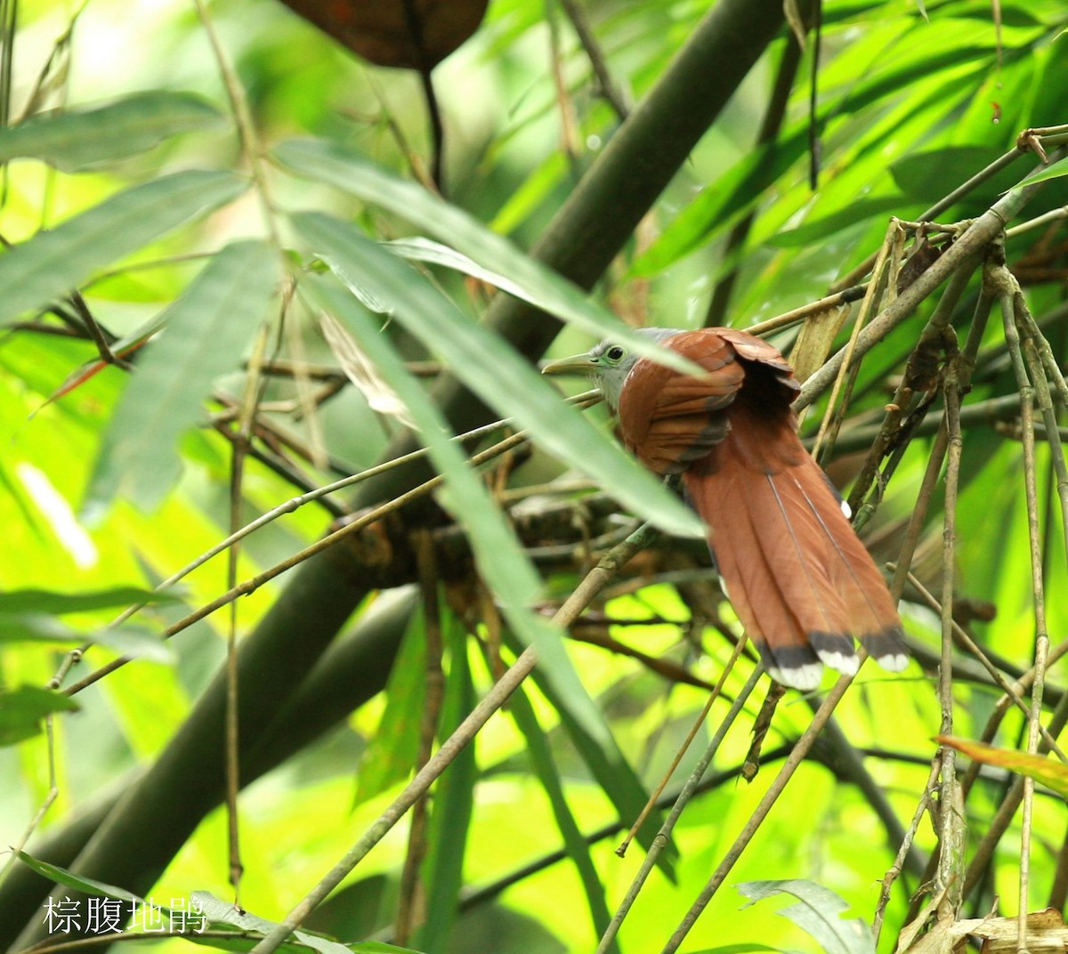 Raffles's Malkoha - ML247572151