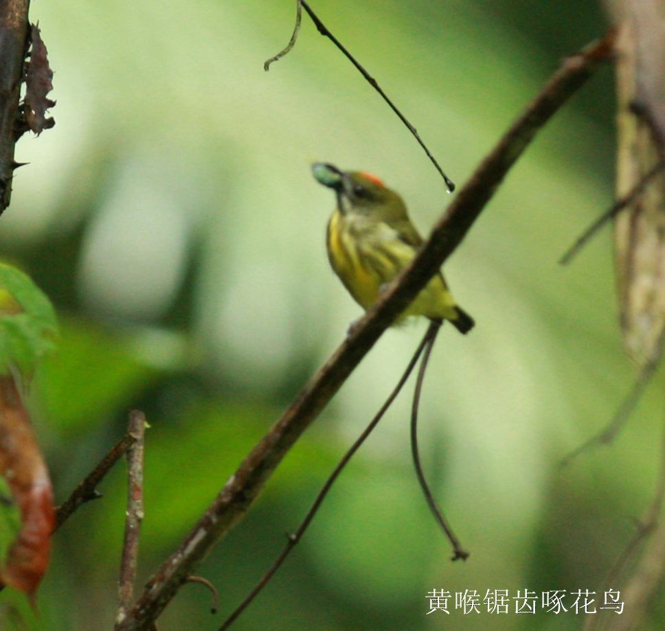 Yellow-breasted Flowerpecker - Qiang Zeng