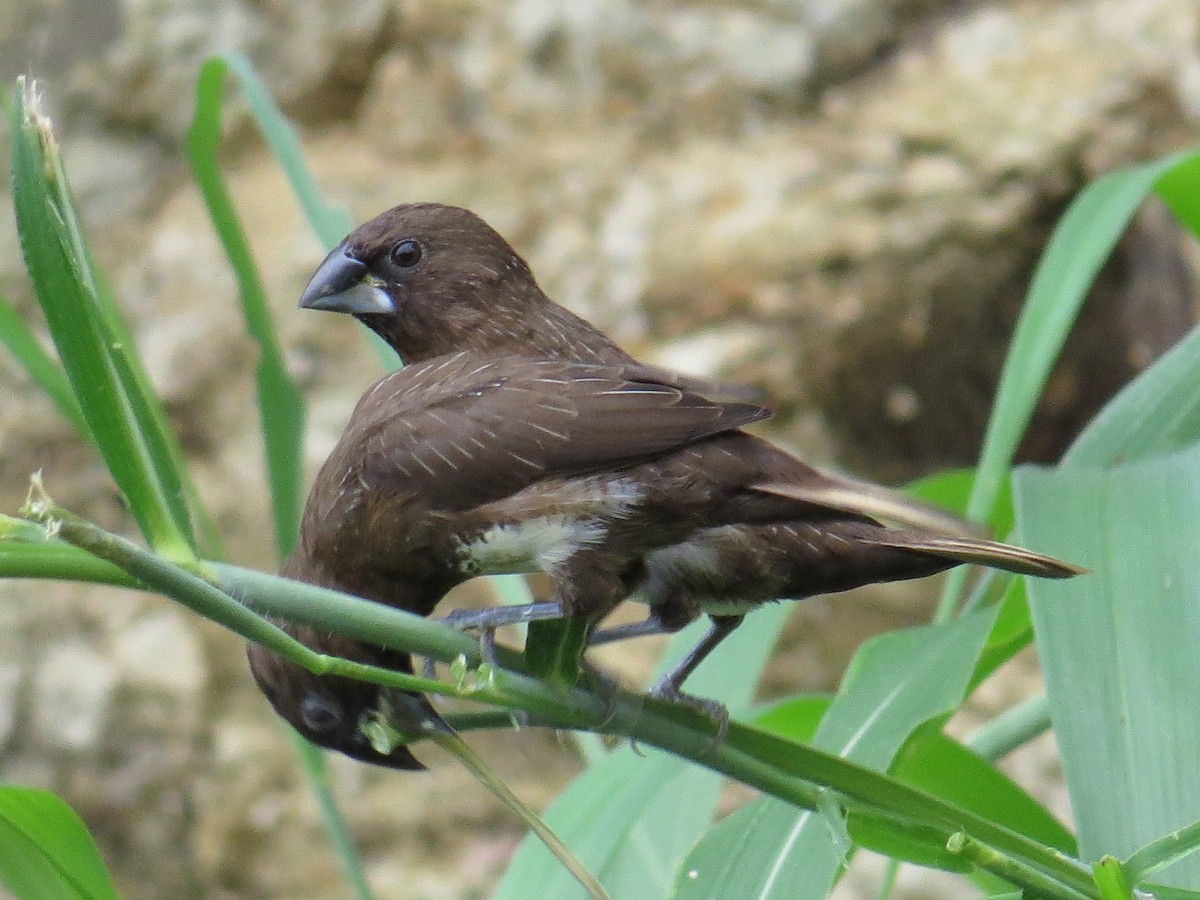 White-bellied Munia - ML247572861