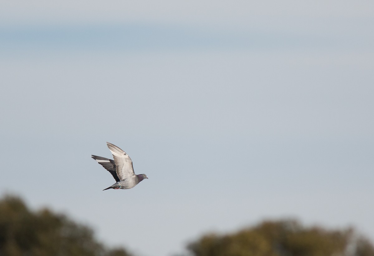 Rock Pigeon (Feral Pigeon) - ML247573041