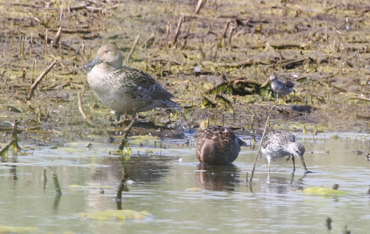 Northern Pintail - ML247573451