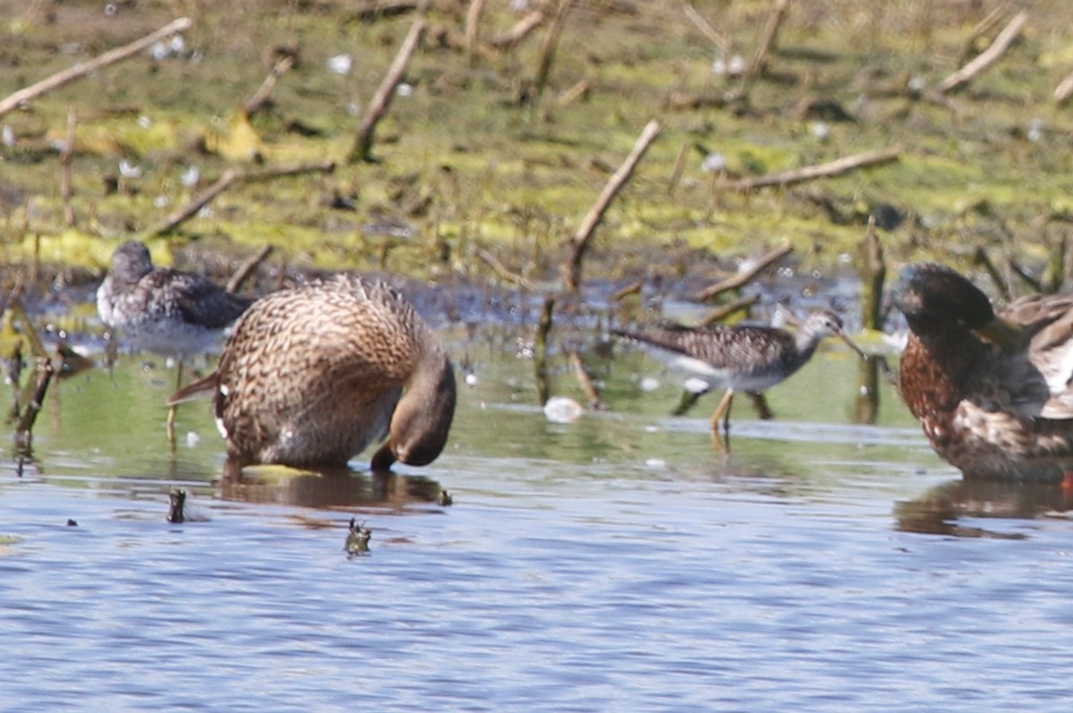 Lesser Yellowlegs - ML247573471