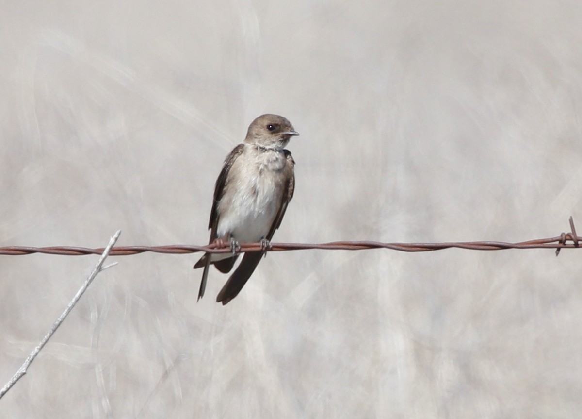 Northern Rough-winged Swallow - Jason Fidorra