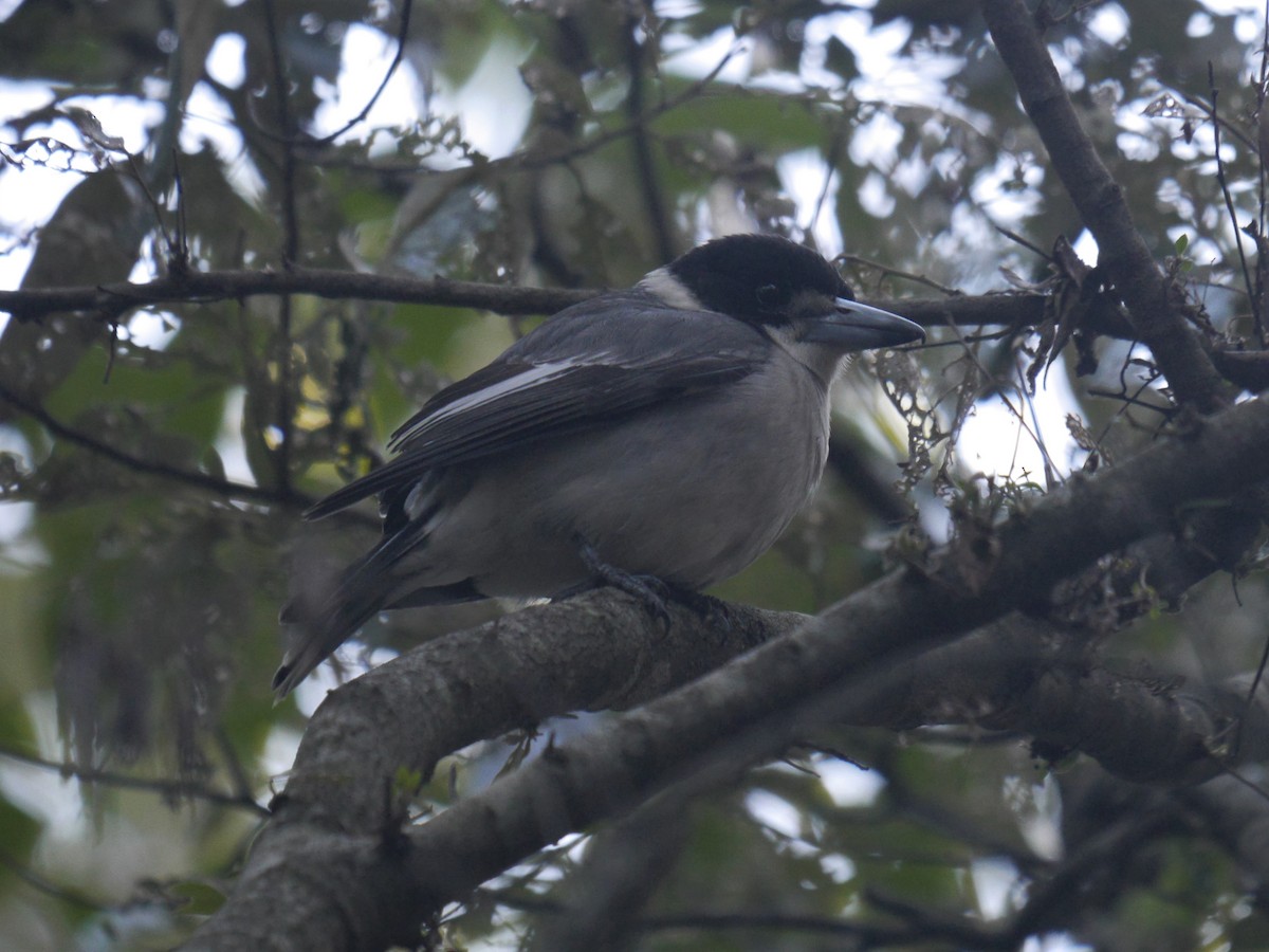 Gray Butcherbird - ML247573641